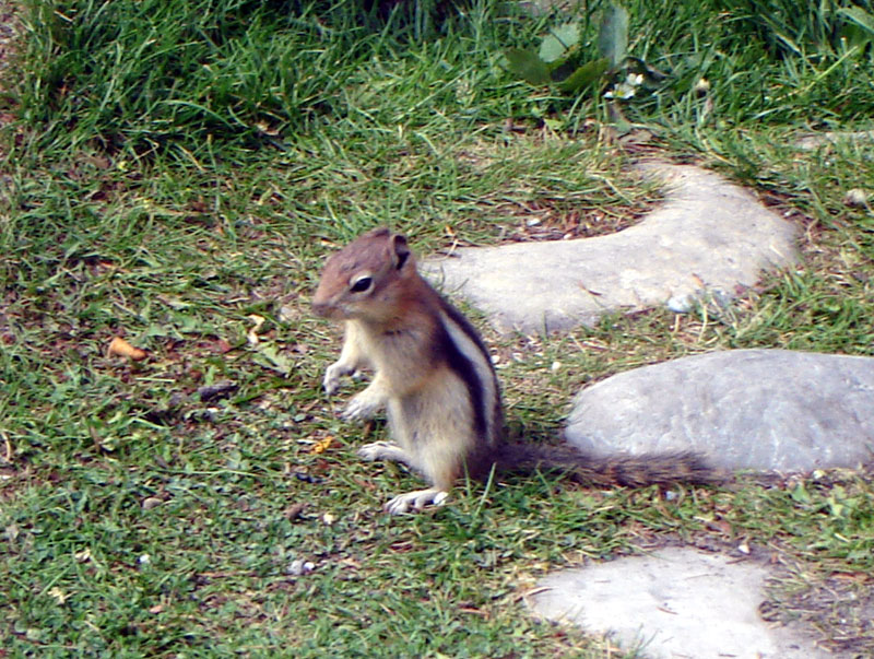 chipmunk