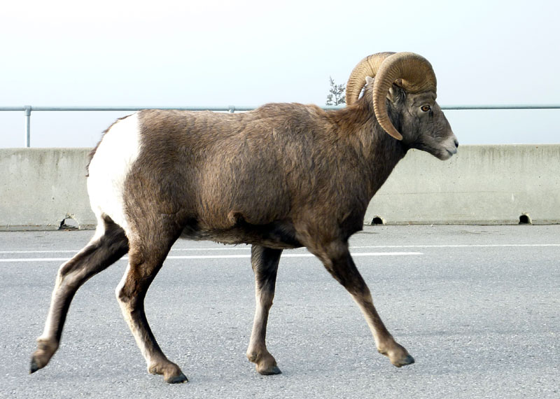 Big Horn Sheep