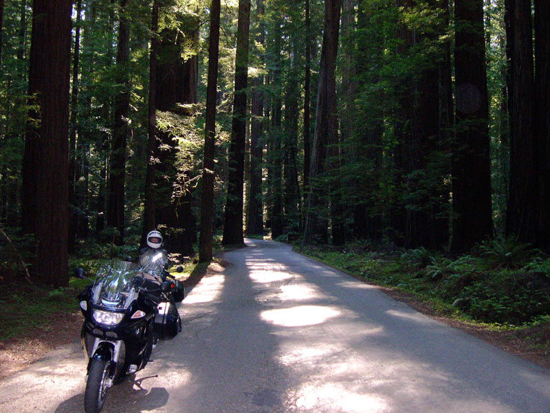 California Redwoods