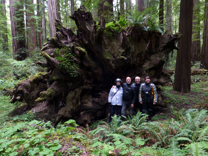 California Redwoods