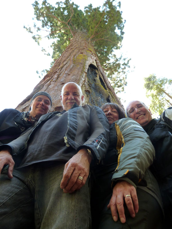 California Redwoods