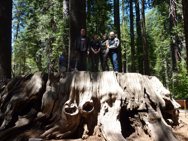 California Redwoods