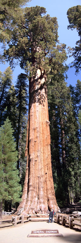 California Redwoods