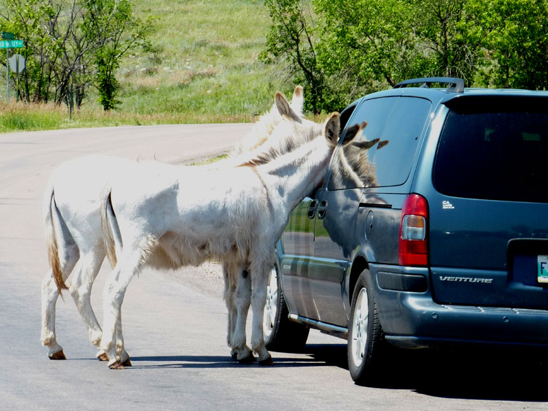 begging burros