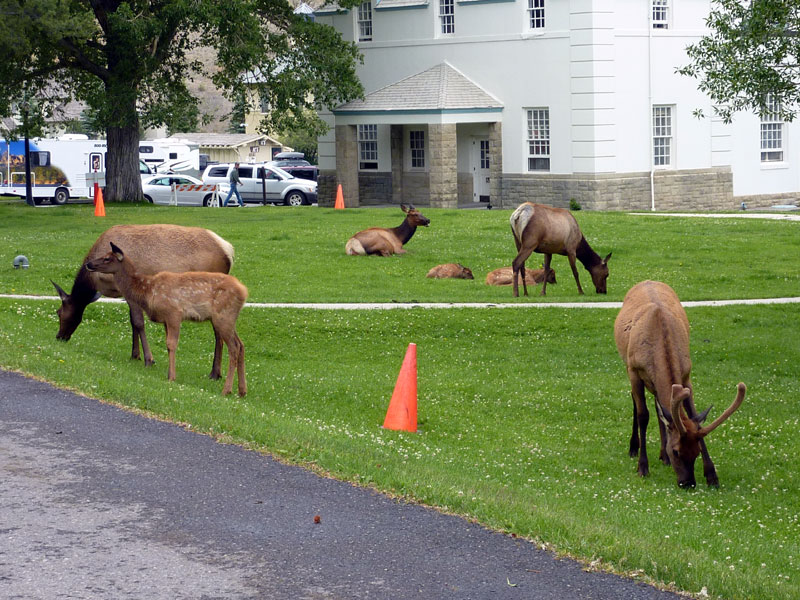 elk