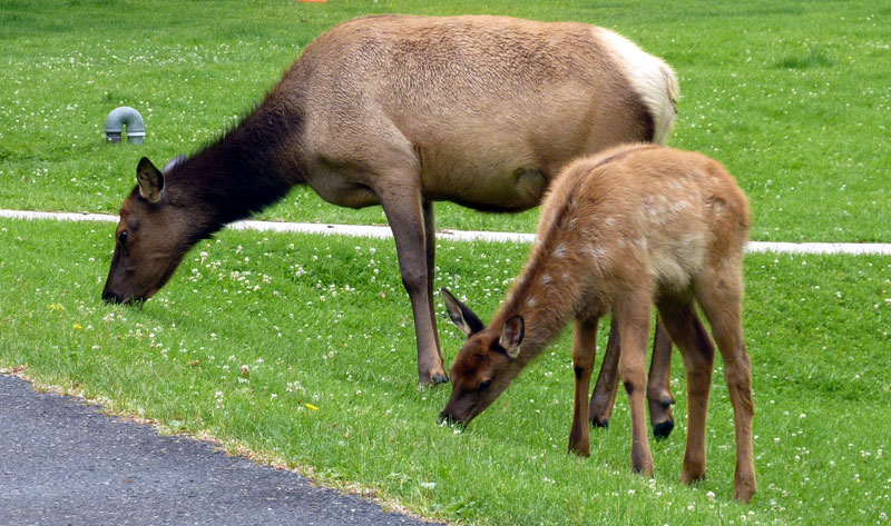 elk