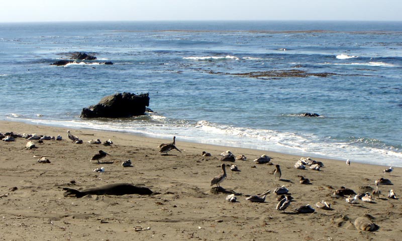 Pacific Coast Highway