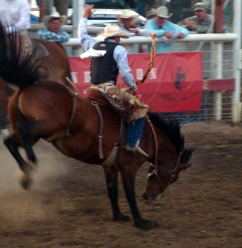 bucking bronco