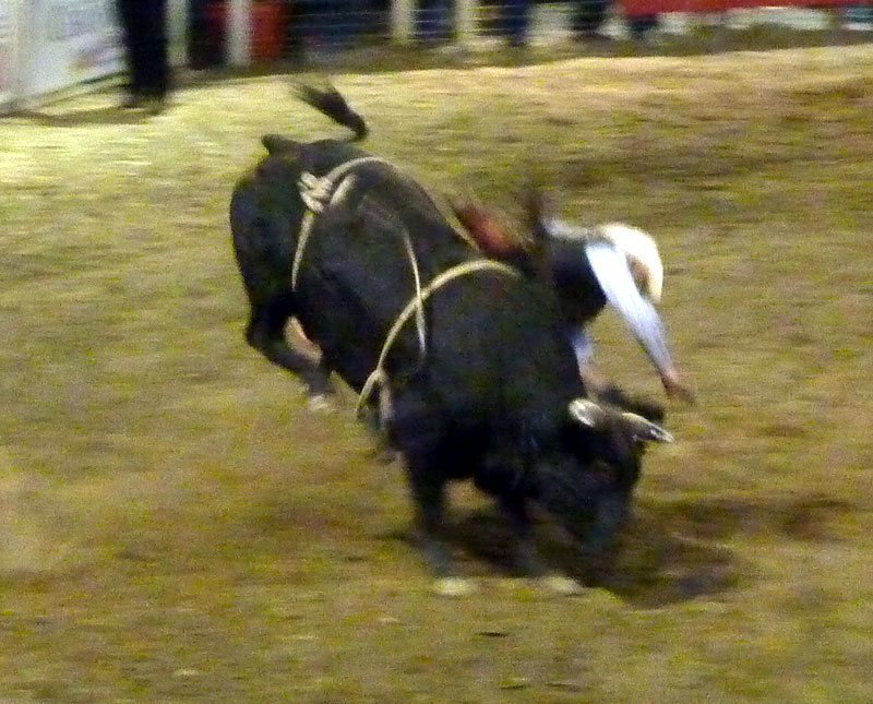 bull riding