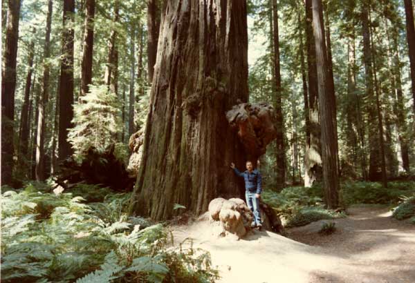 Redwoods