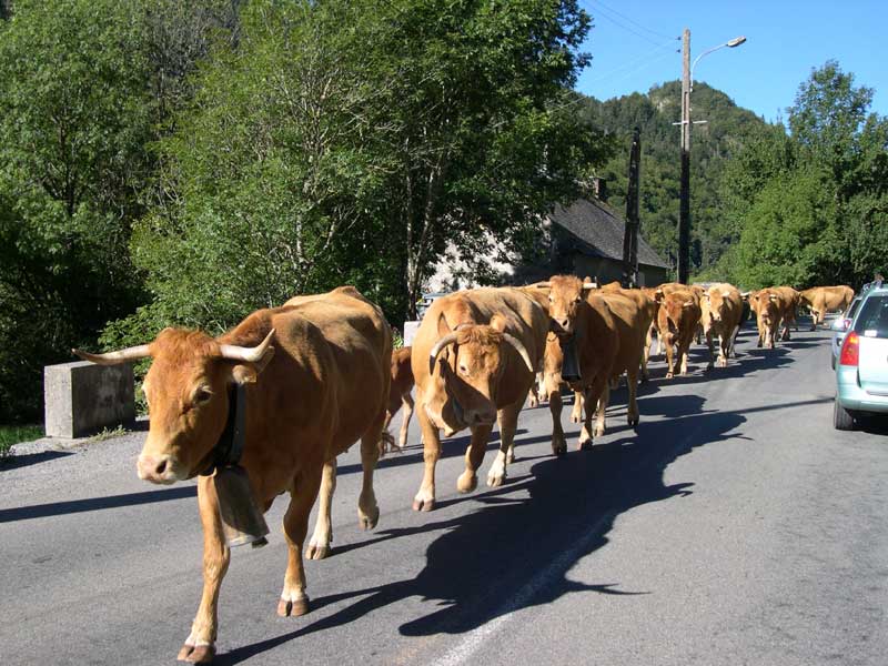 cattle drive