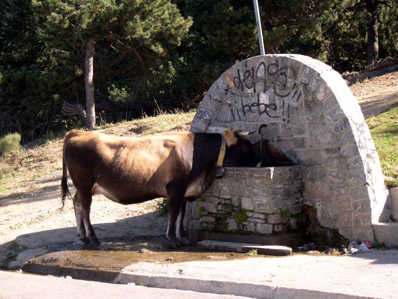 Cow Drinking